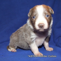 Lilac white and Tan MALE Border Collie puppy